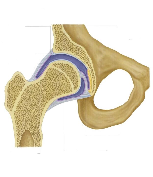 sectional hip joint